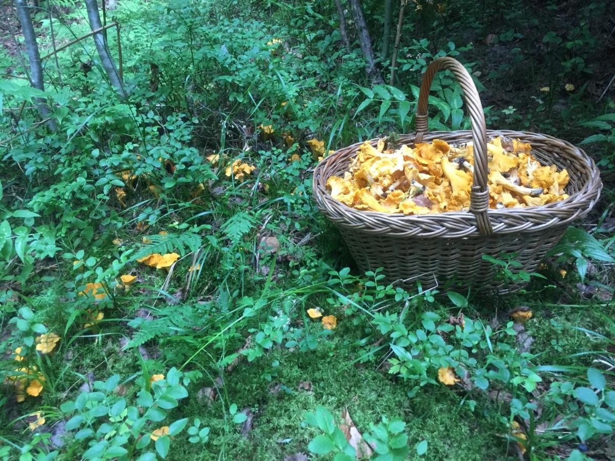 Pensiunea Agroturistica Casa Colinita Vatra Moldoviţei 외부 사진