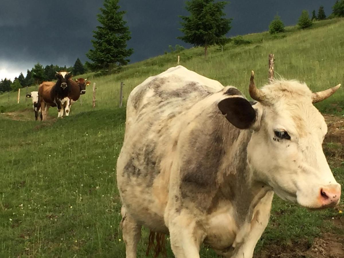 Pensiunea Agroturistica Casa Colinita Vatra Moldoviţei 외부 사진
