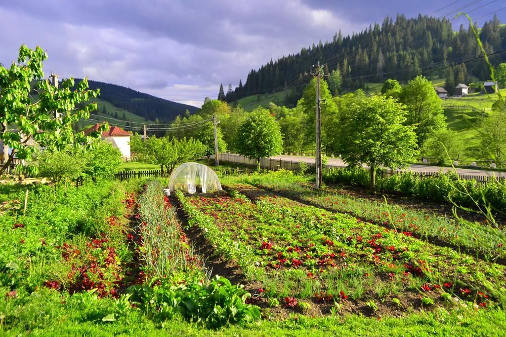 Pensiunea Agroturistica Casa Colinita Vatra Moldoviţei 외부 사진