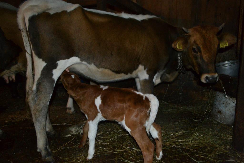 Pensiunea Agroturistica Casa Colinita Vatra Moldoviţei 외부 사진